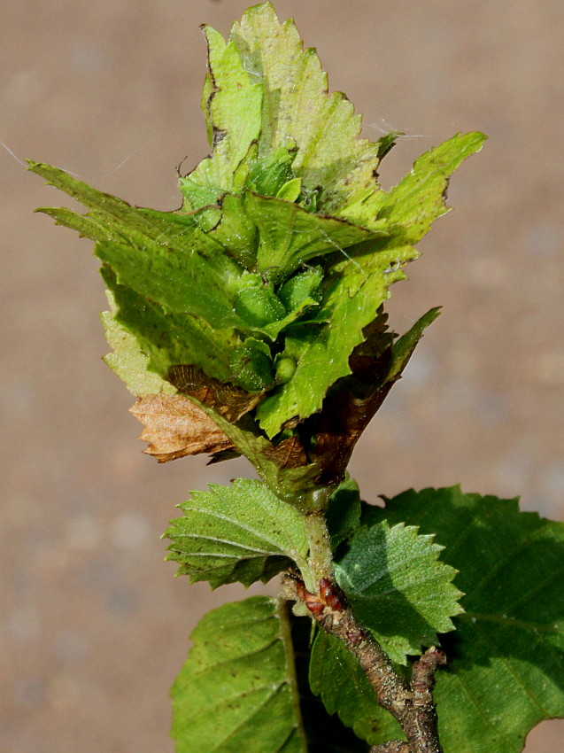 Image of Carpinus turczaninowii specimen.