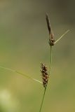 Carex melanostachya