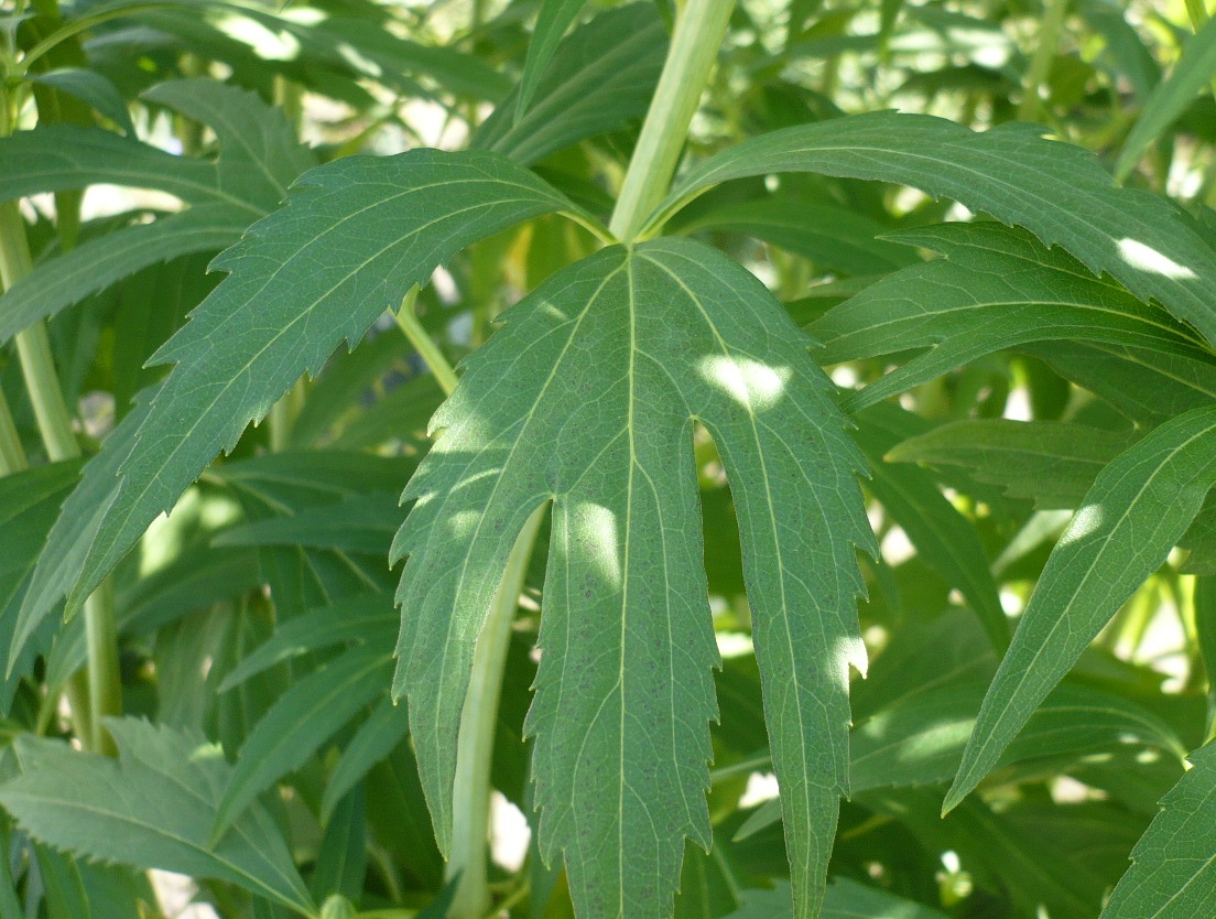 Image of Rudbeckia laciniata var. hortensia specimen.