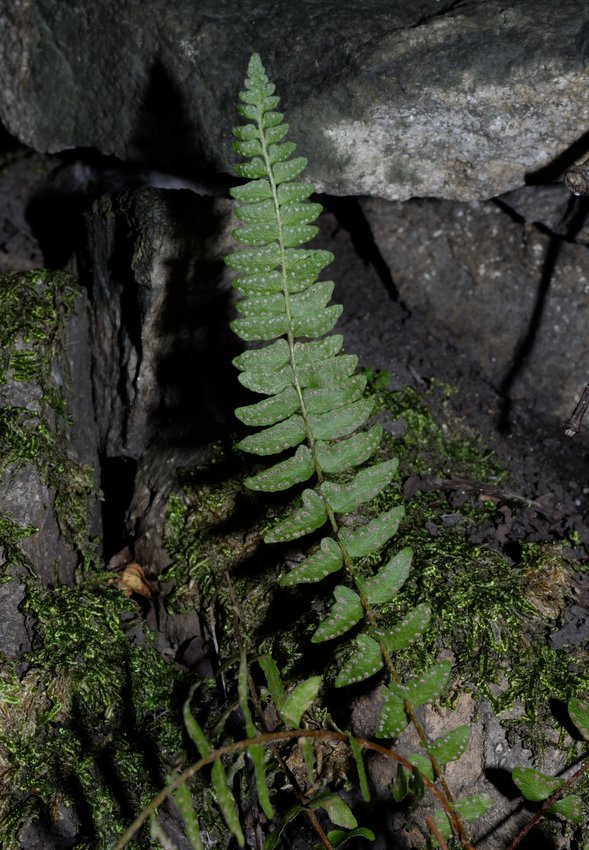 Image of Woodsia polystichoides specimen.