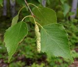 Betula pendula. Верхушка веточки с соплодием. Якутия, Хангаласский улус, берег р. Лены. Июль 2013 г.