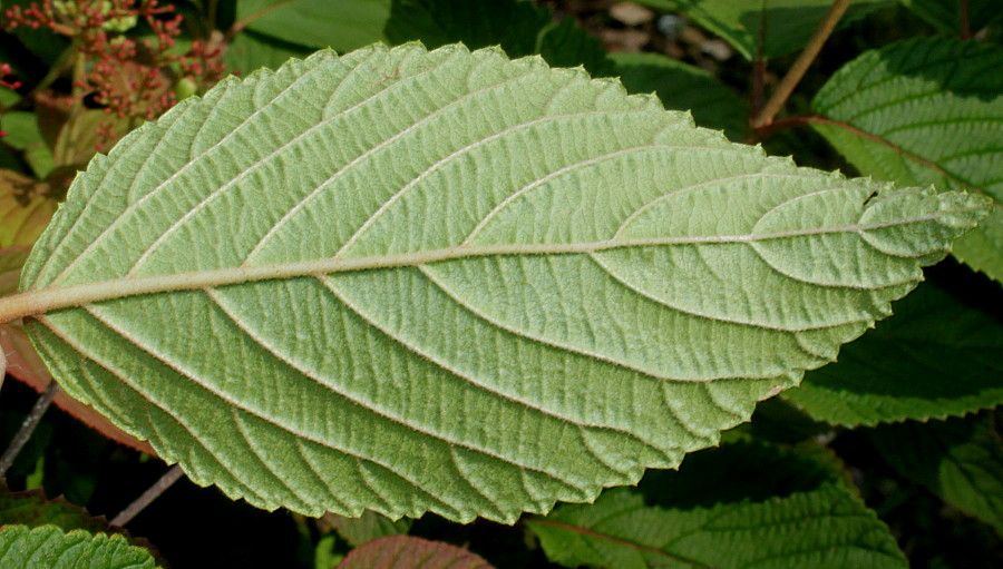 Image of Viburnum plicatum specimen.