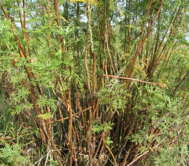 Image of Artemisia abrotanum specimen.