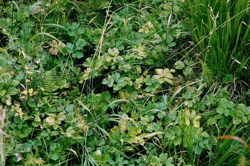 Image of Aegopodium latifolium specimen.