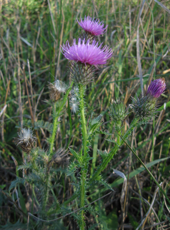 Image of Carduus acanthoides specimen.