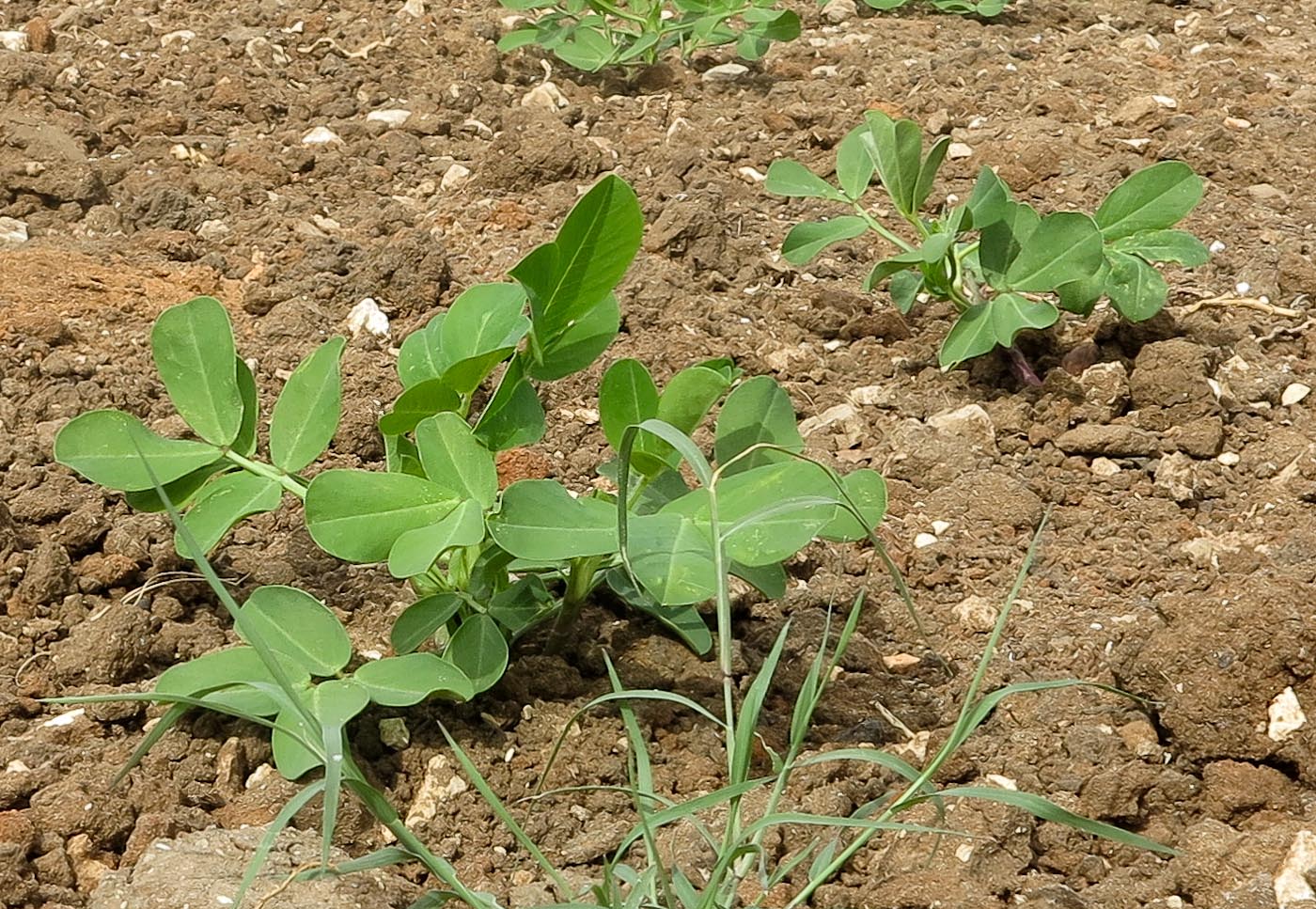 Изображение особи Arachis hypogaea.