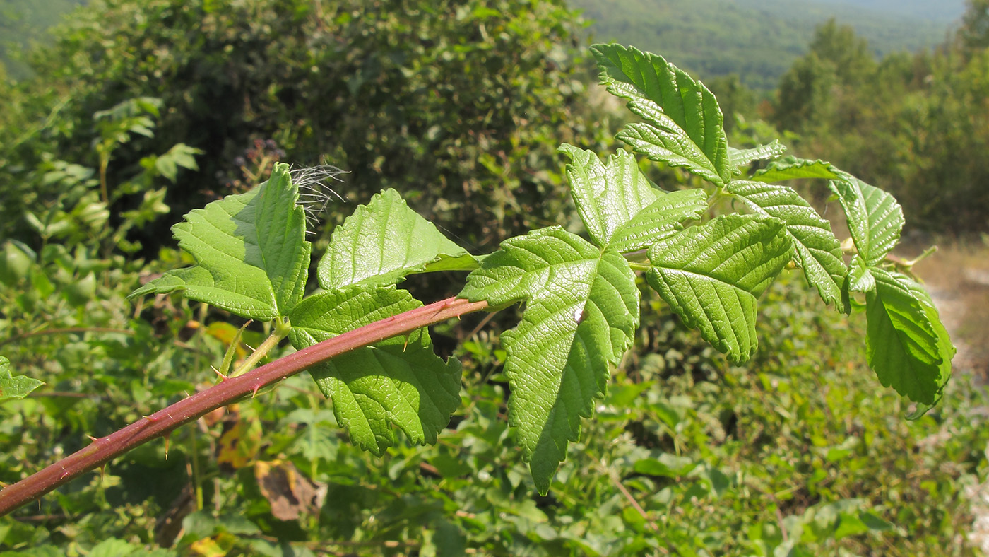 Изображение особи Rubus lloydianus.