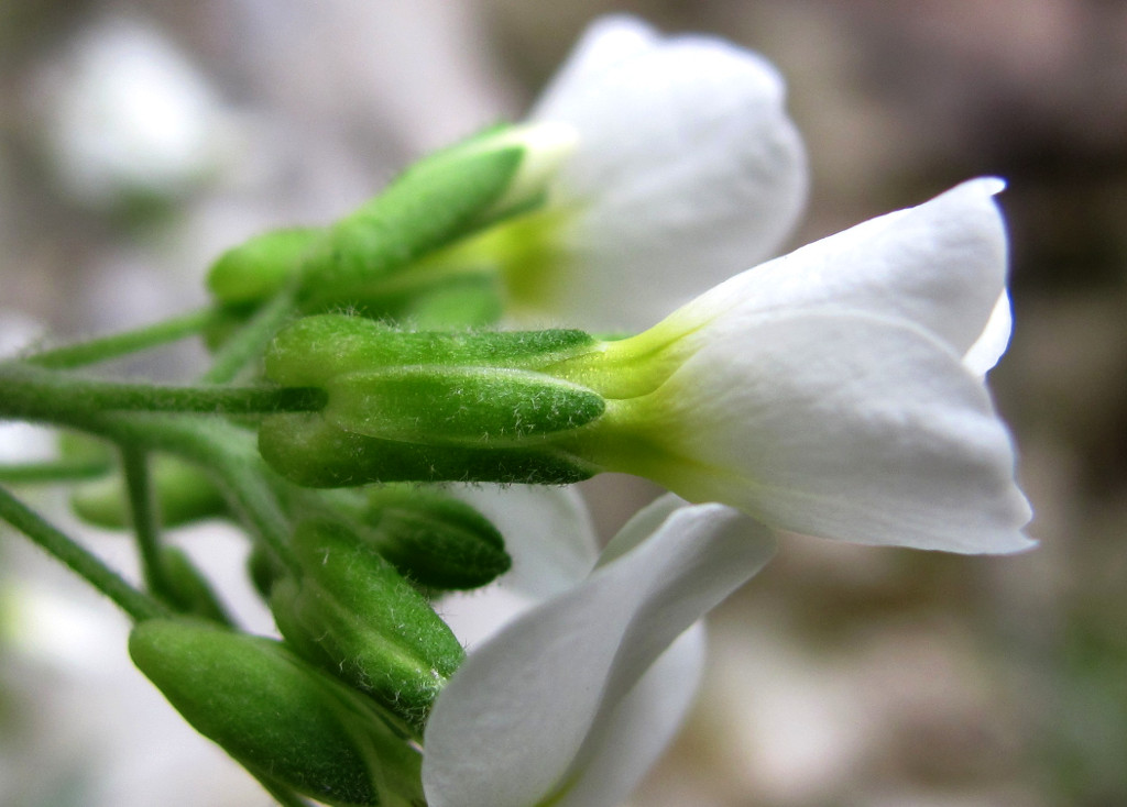 Image of Arabis caucasica specimen.