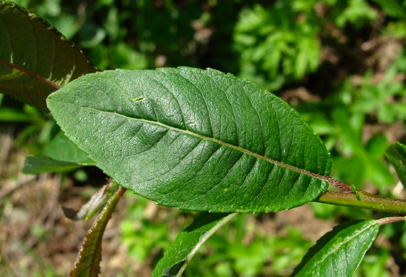 Image of Salix caucasica specimen.