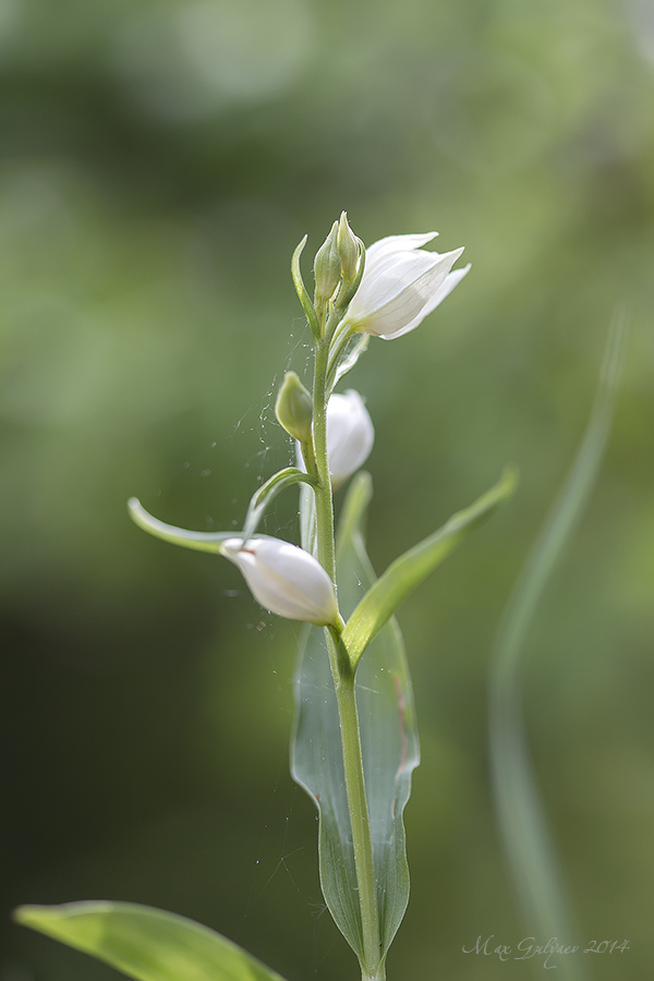 Изображение особи Cephalanthera damasonium.