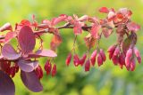 Berberis vulgaris