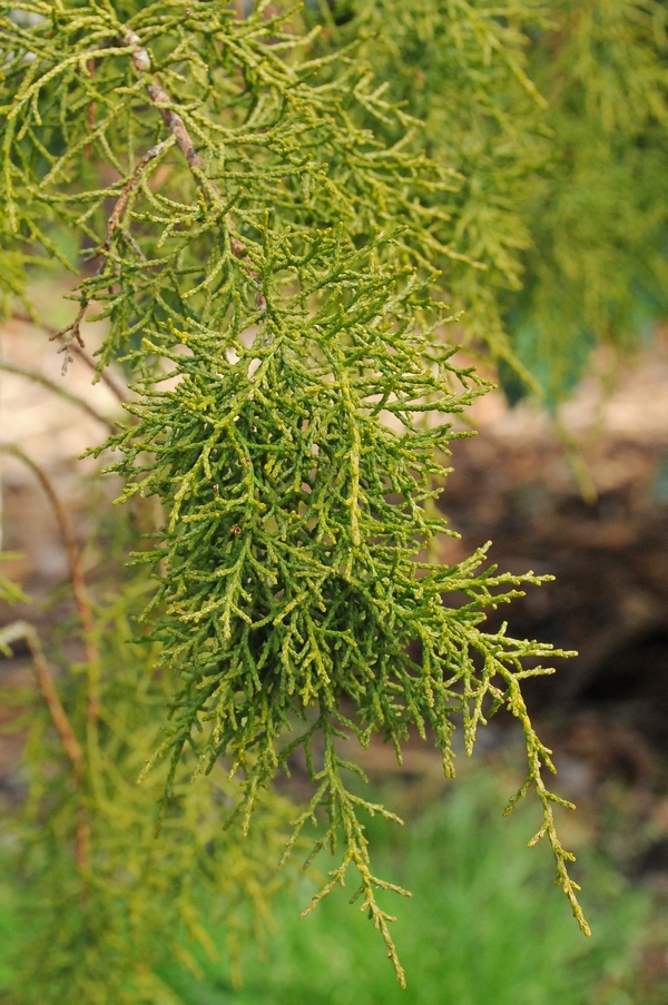 Image of Lagarostrobos franklinii specimen.