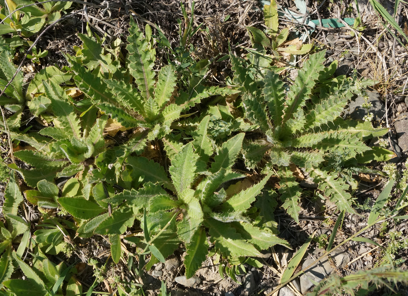 Image of Cirsium alatum specimen.
