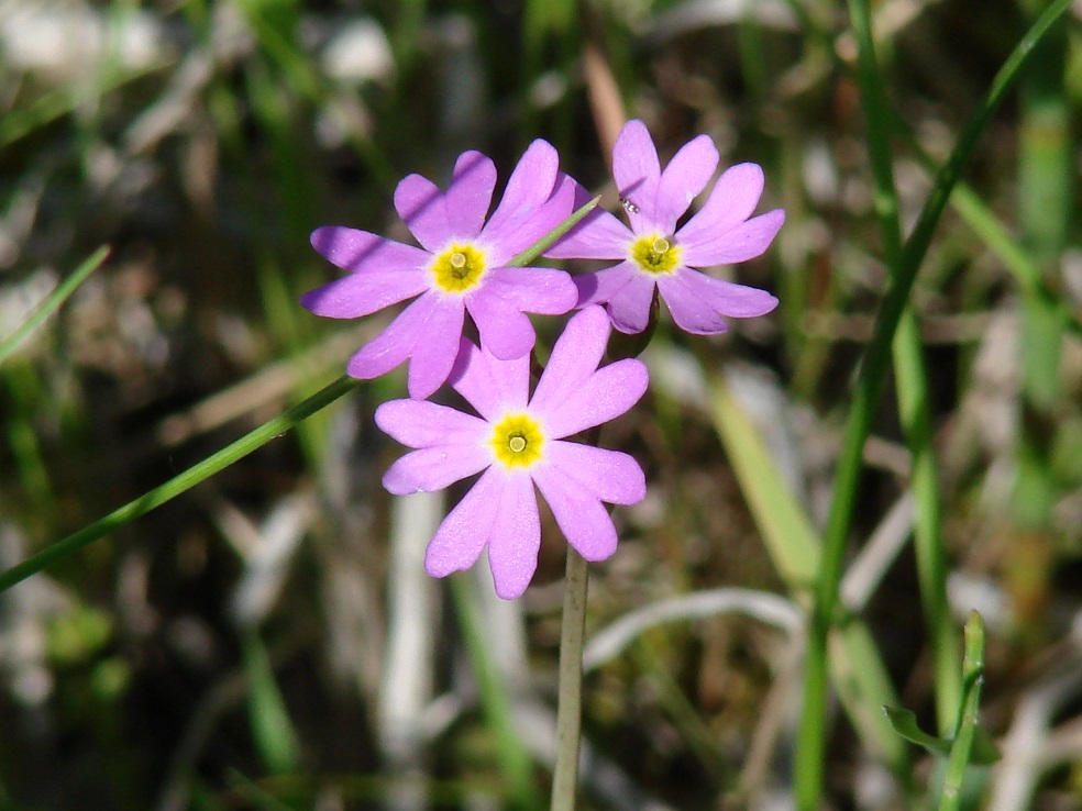 Image of Primula nutans specimen.