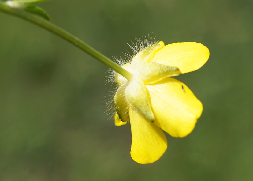 Изображение особи род Ranunculus.