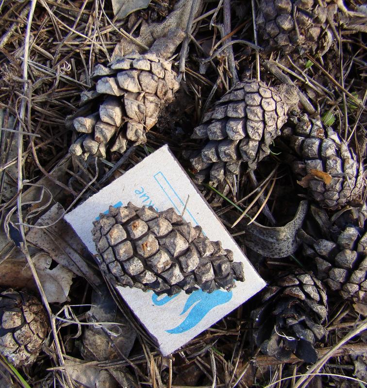 Изображение особи Pinus sylvestris.