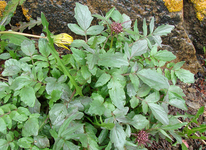 Изображение особи Valeriana alternifolia.