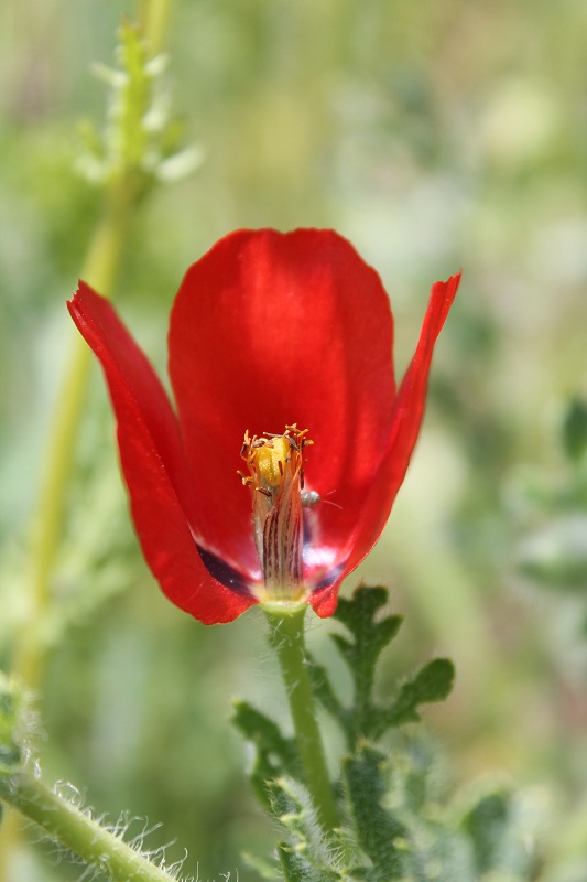 Изображение особи Glaucium corniculatum.