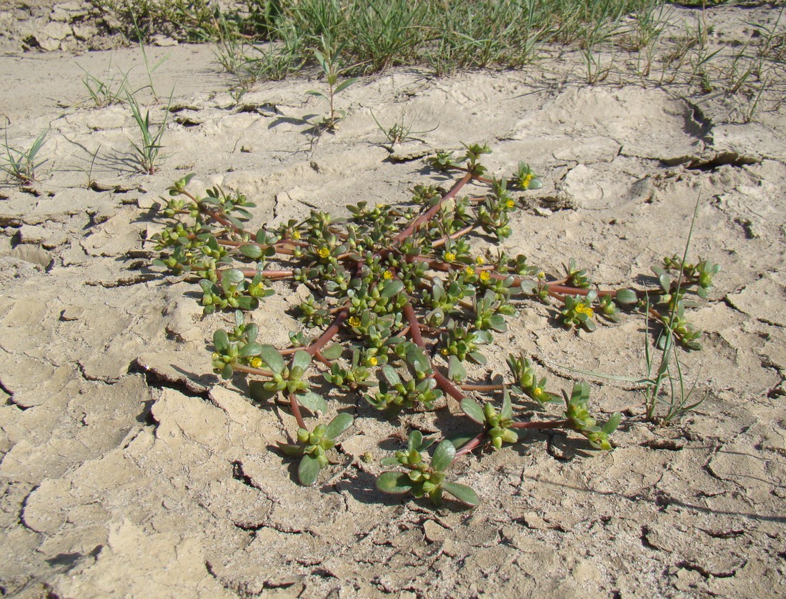 Image of Portulaca oleracea specimen.