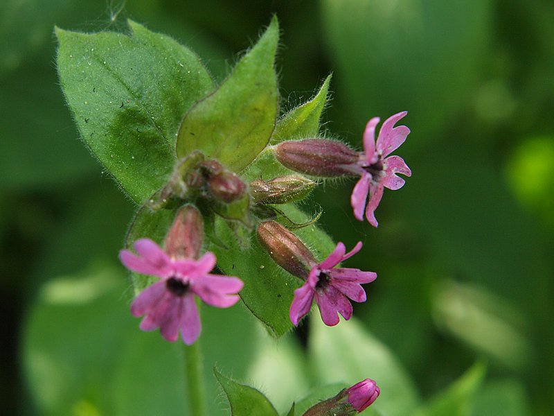 Image of Melandrium dioicum specimen.