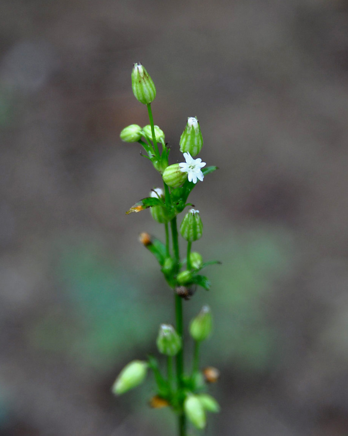 Image of Silene firma specimen.