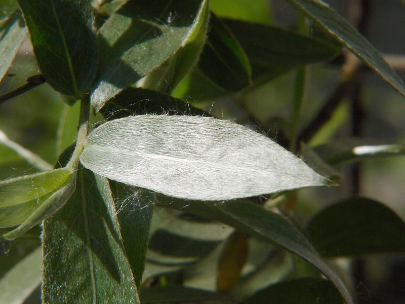 Image of Salix alba specimen.