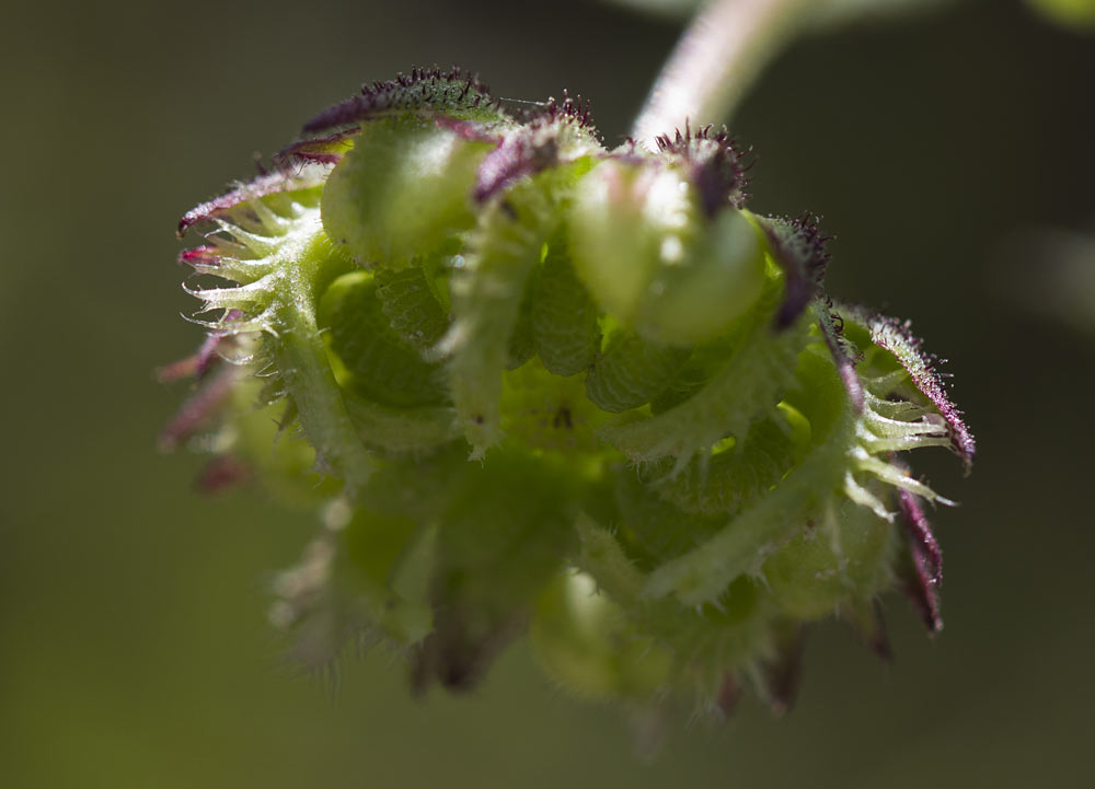 Image of Calendula arvensis specimen.