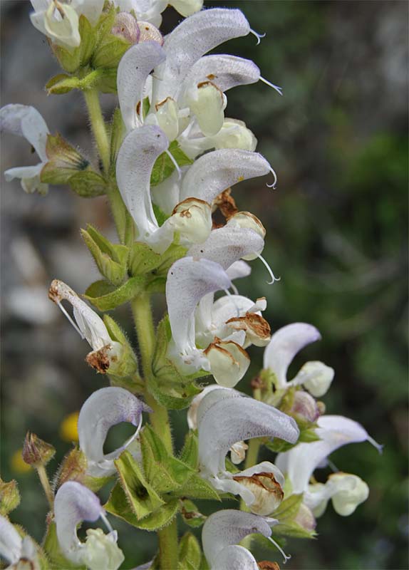 Изображение особи Salvia verbascifolia.