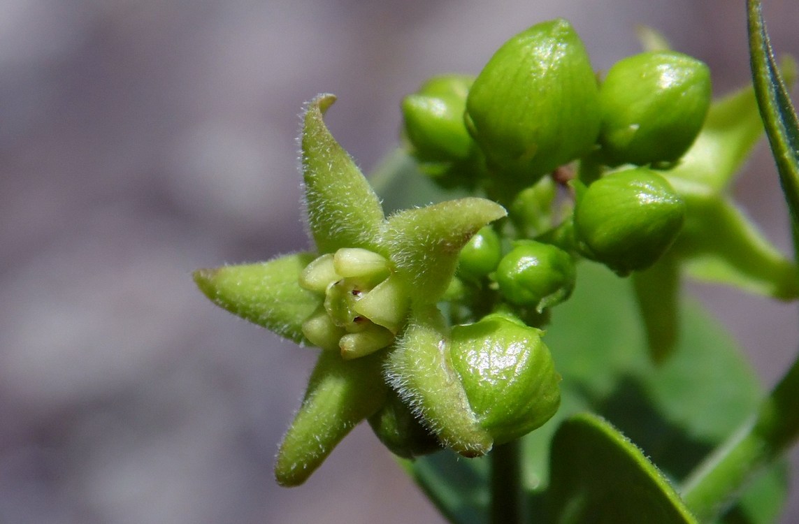 Image of Vincetoxicum rehmannii specimen.