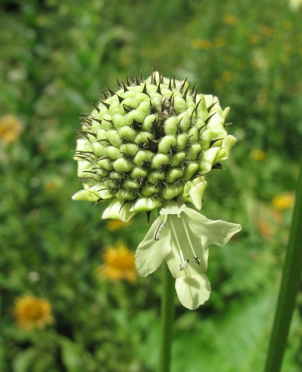 Image of Cephalaria gigantea specimen.