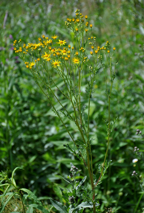 Изображение особи Senecio jacobaea.