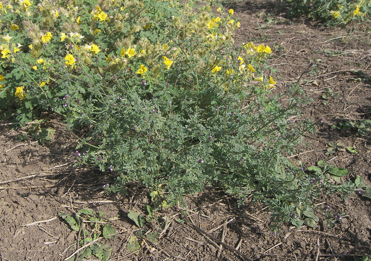 Image of Verbena supina specimen.