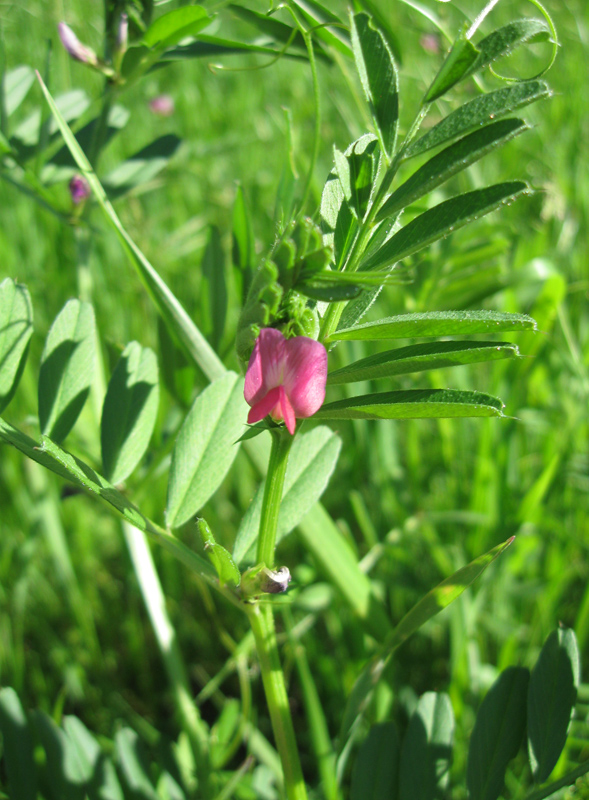 Image of Vicia angustifolia specimen.