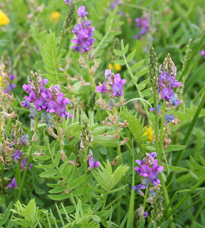 Image of Oxytropis glabra specimen.