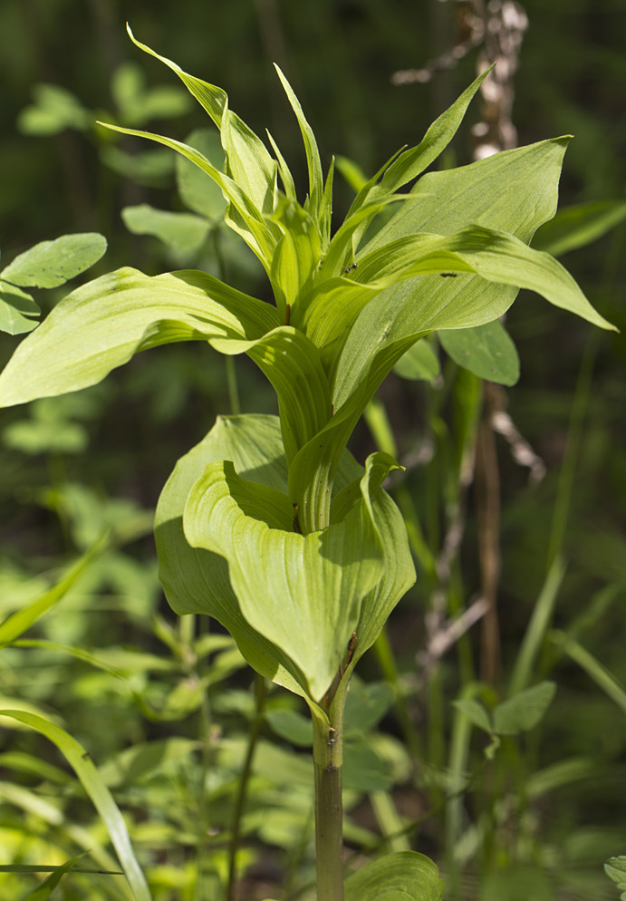 Image of Epipactis helleborine specimen.