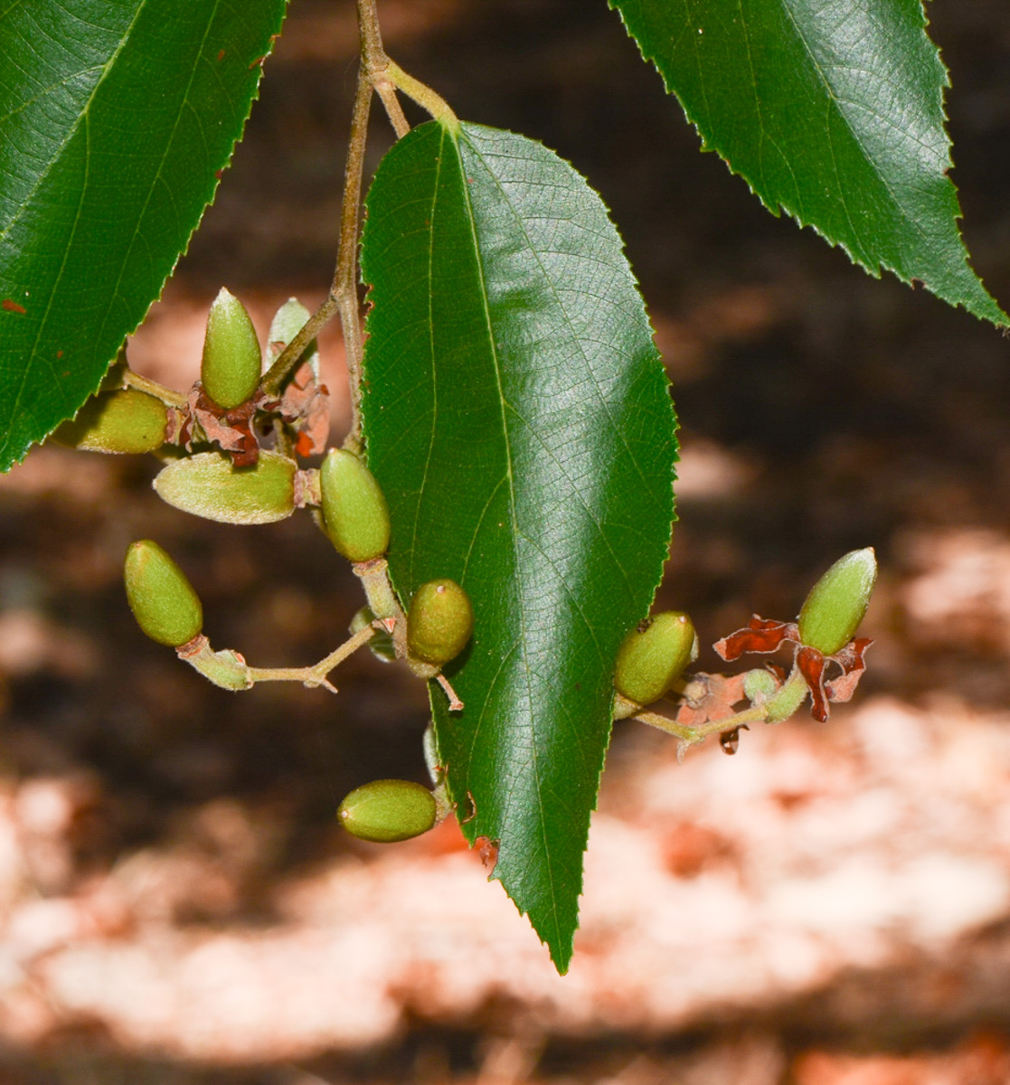 Image of Luehea divaricata specimen.