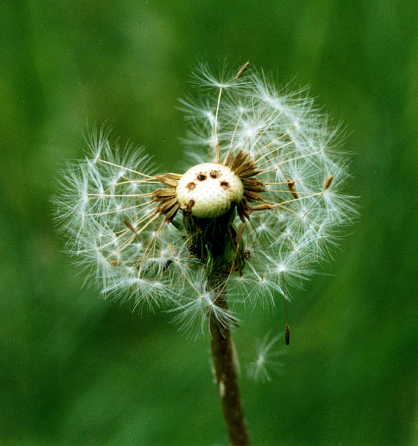 Image of Taraxacum officinale specimen.