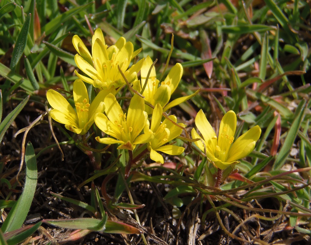 Image of Gagea bohemica specimen.