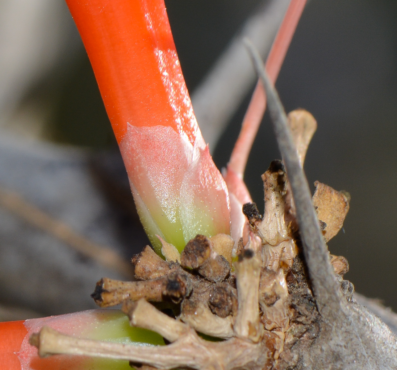 Image of Fouquieria diguetii specimen.