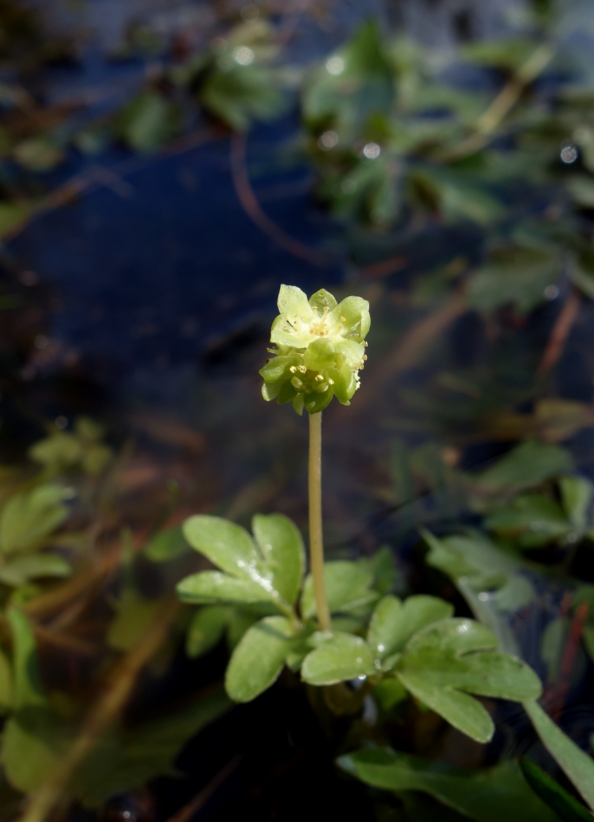 Image of Adoxa moschatellina specimen.