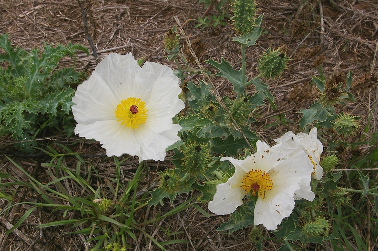 Image of Argemone hunnemannii specimen.