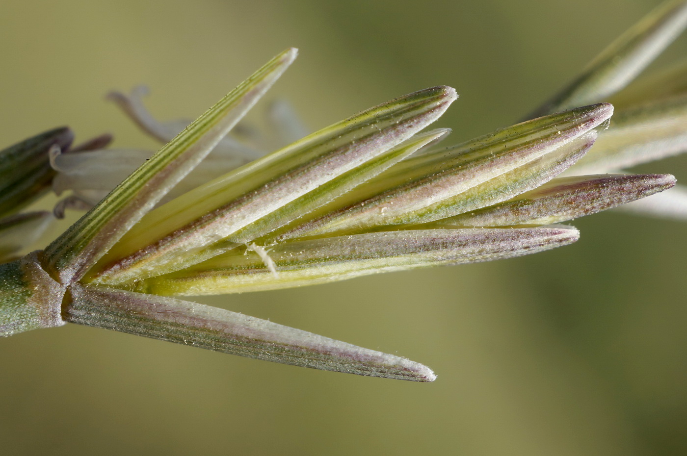 Изображение особи Elytrigia nodosa.