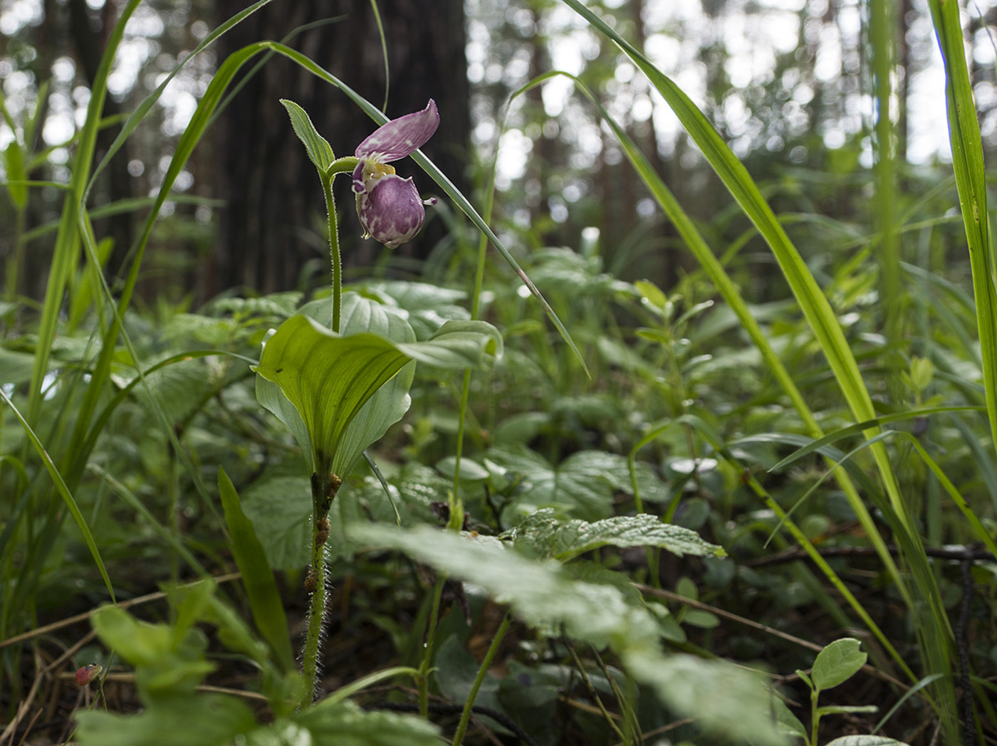 Image of Cypripedium guttatum specimen.