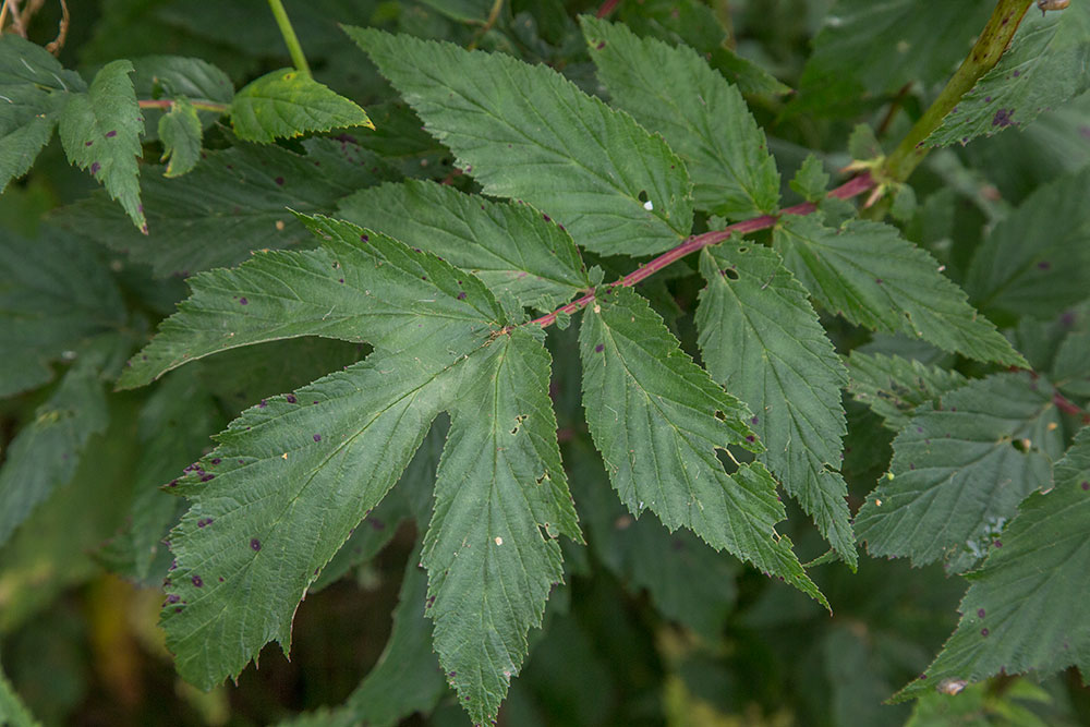 Image of Filipendula ulmaria specimen.