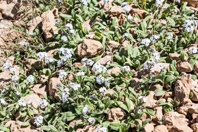 Изображение особи Myosotis alpestris.