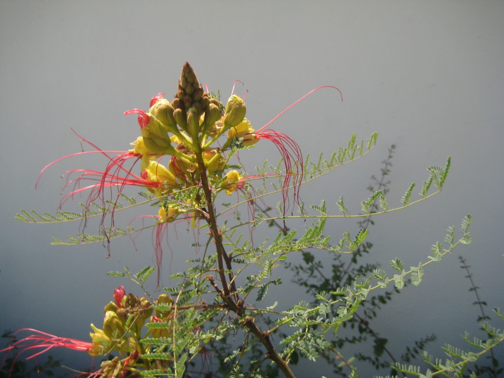 Image of Caesalpinia gilliesii specimen.