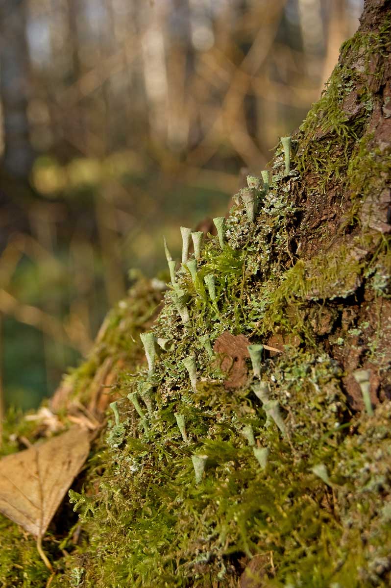 Image of genus Cladonia specimen.