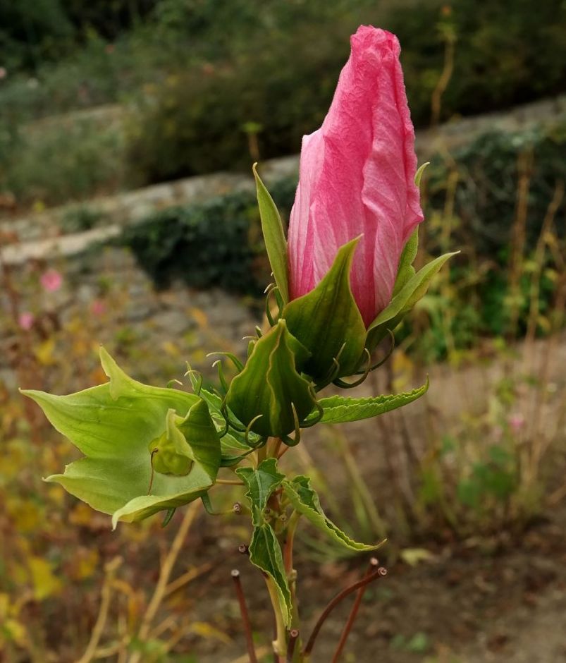 Image of Hibiscus &times; hybridus specimen.