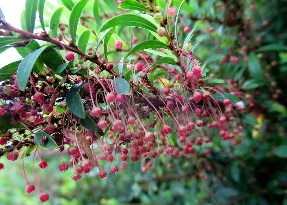 Image of Phyllanthus myrtifolius specimen.