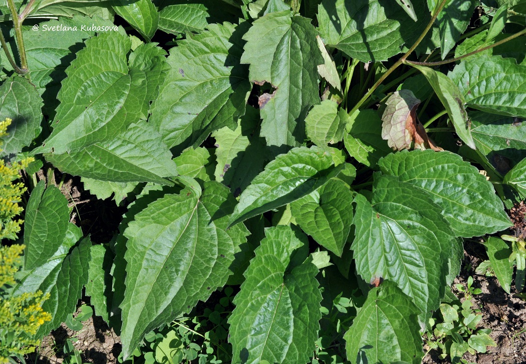 Image of Rudbeckia fulgida var. sullivantii specimen.